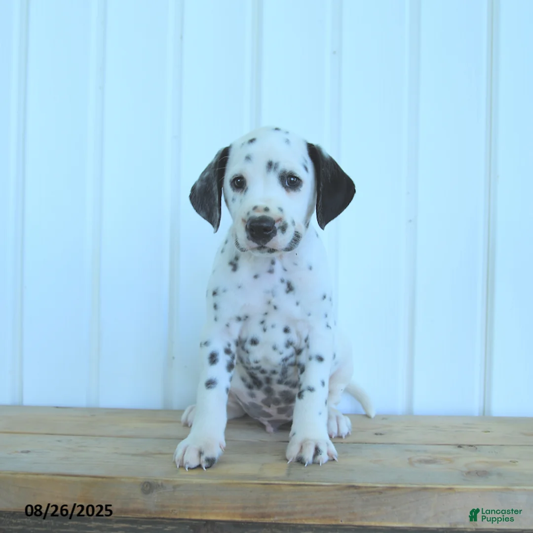 Dalmatian dogs for sale: Colt - Ad 7