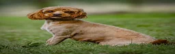 Cavapoo dogs for sale: Hunter - Ad 2