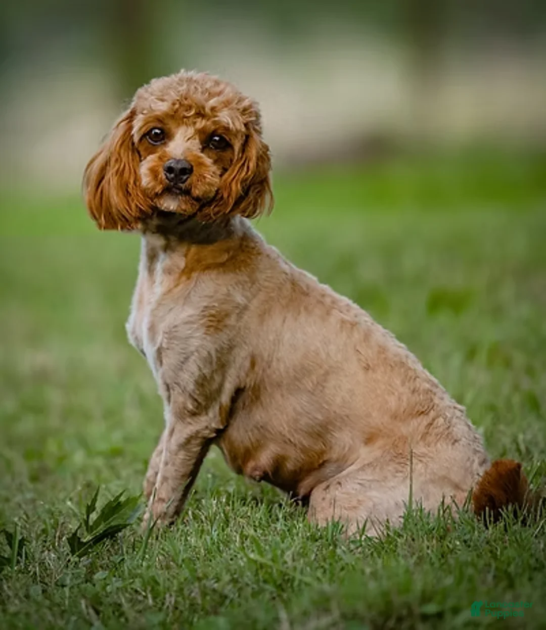 Cavapoo dogs for sale: Hunter - Ad 2