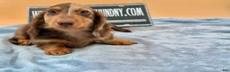 Miniature Dachshund dogs for sale: Russian boy - Ad 8