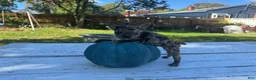 French Bulldog dogs for sale: Misti - Ad 8