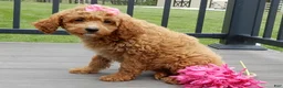 Cavapoo dogs for sale: Penny - Ad 5
