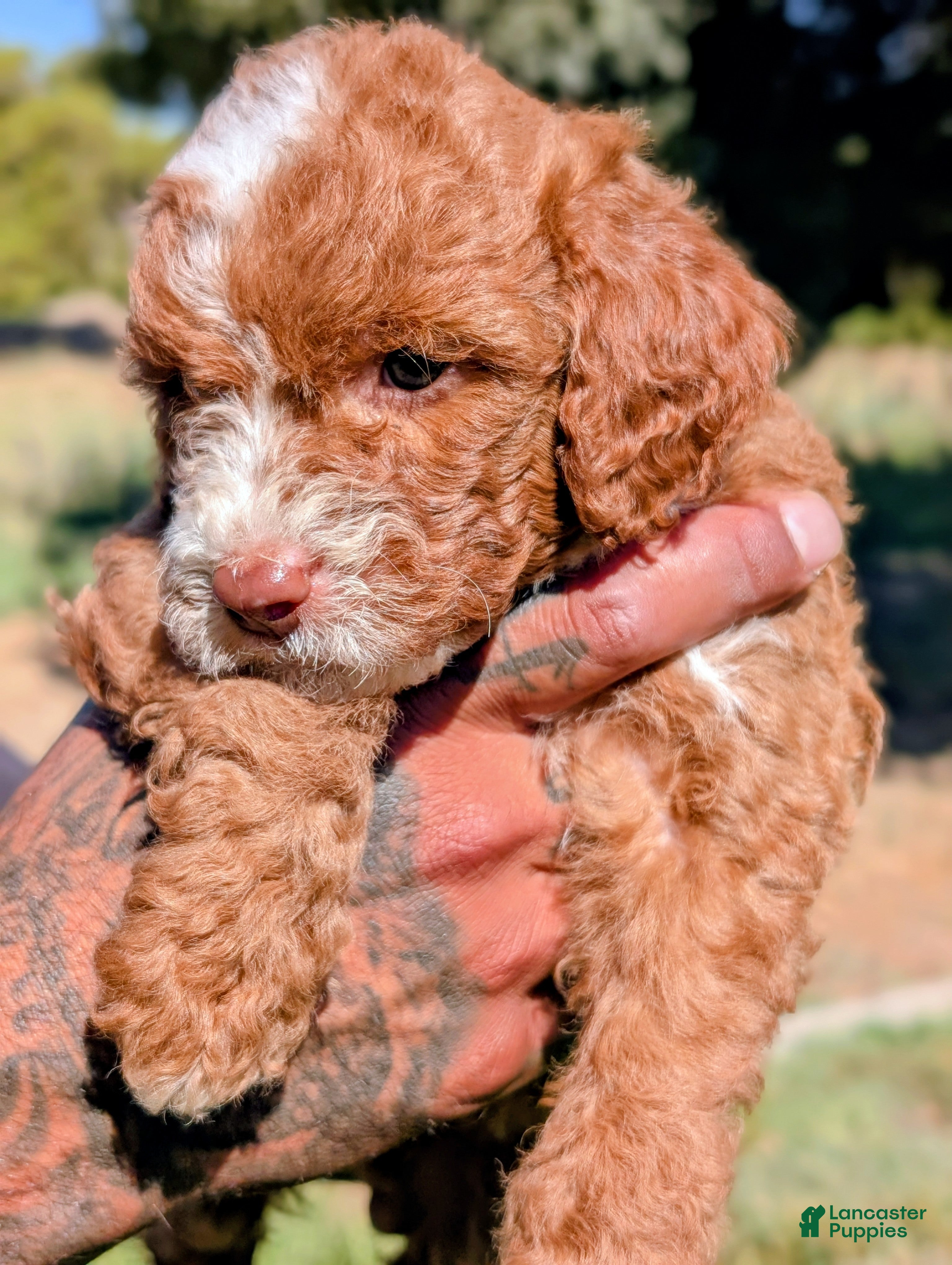 Cavapoo dogs RUFFLES - Ad 2