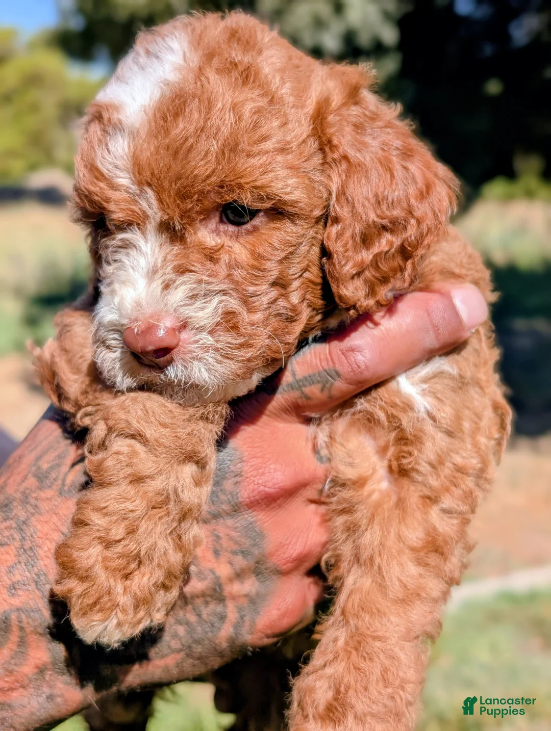 Cavapoo dogs for sale: RUFFLES - Ad 2