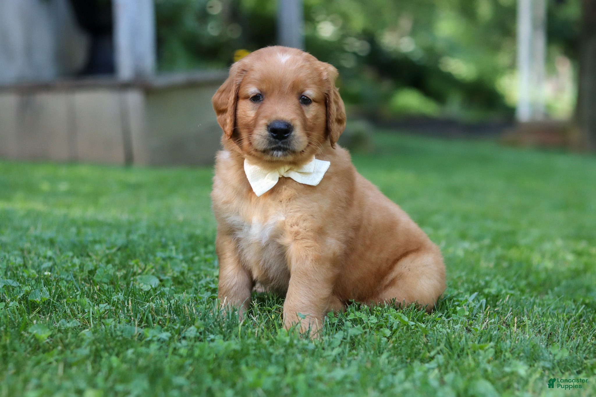 Golden Retriever dogs Ollie - Ad 2