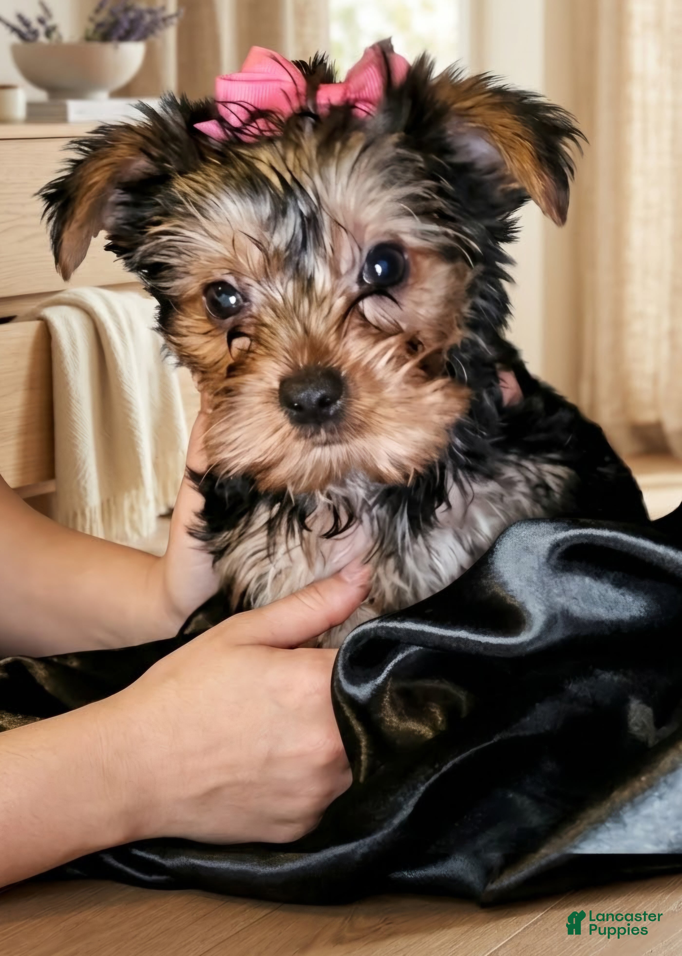 Yorkshire Terrier dogs for sale: Biggie  - Ad 1