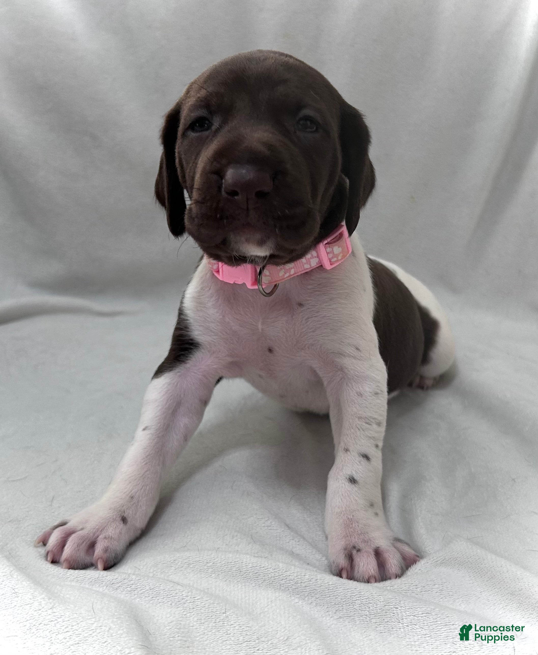 German Shorthaired Pointer dogs Joy - Ad 31