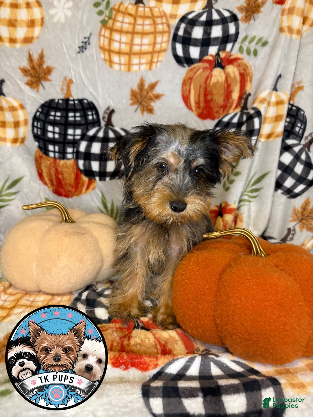 Yorkshire Terrier dogs for sale: Yorkshire Terrier Puppy 1 - Ad 2
