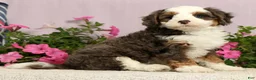 Mini Bernedoodle dogs for sale: Jarrett - Ad 9