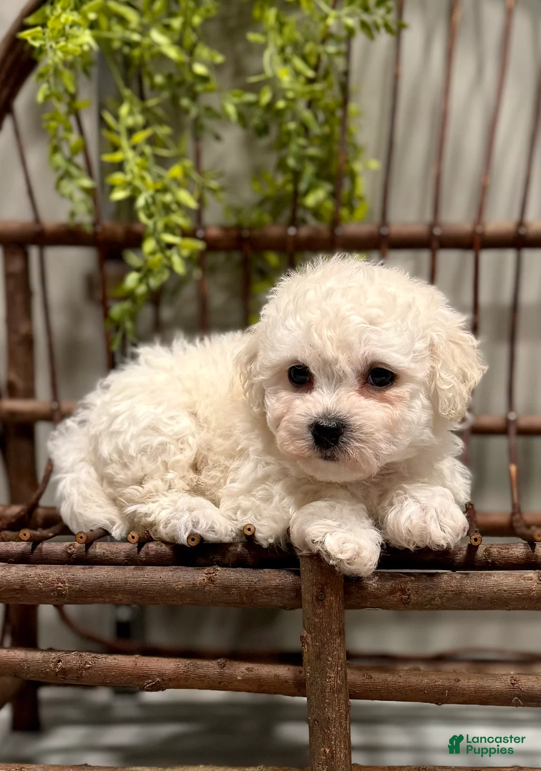 Bichon Frise dogs for sale: ACA Mason - Ad 5
