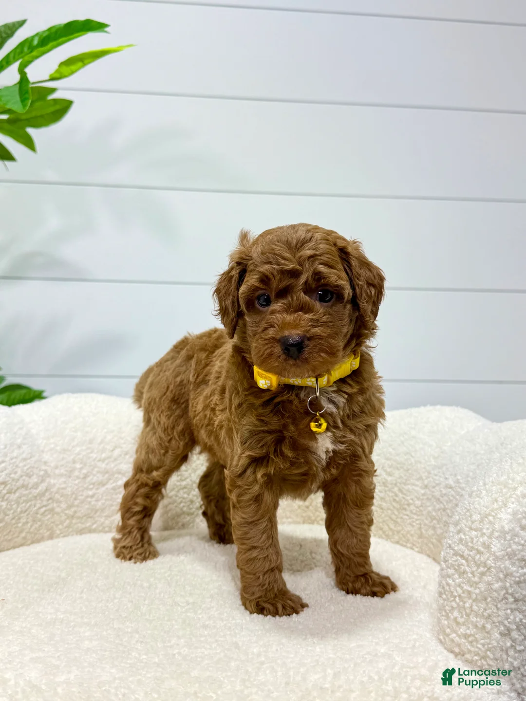 Mini Goldendoodle dogs for sale: Lilah  🐶💕 - Ad 1