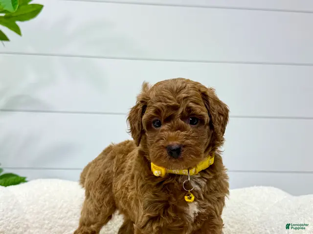 Mini Goldendoodle dogs for sale: Lilah 🐶💕 - Ad 1