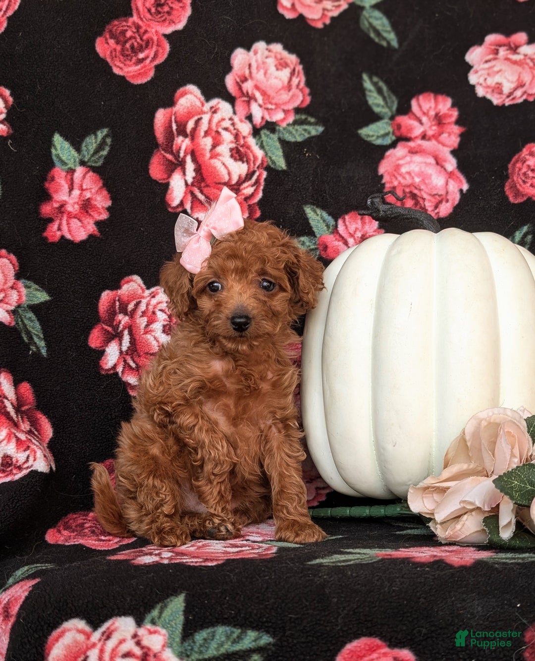 Toy Poodle dogs for sale: Tiara - Ad 3