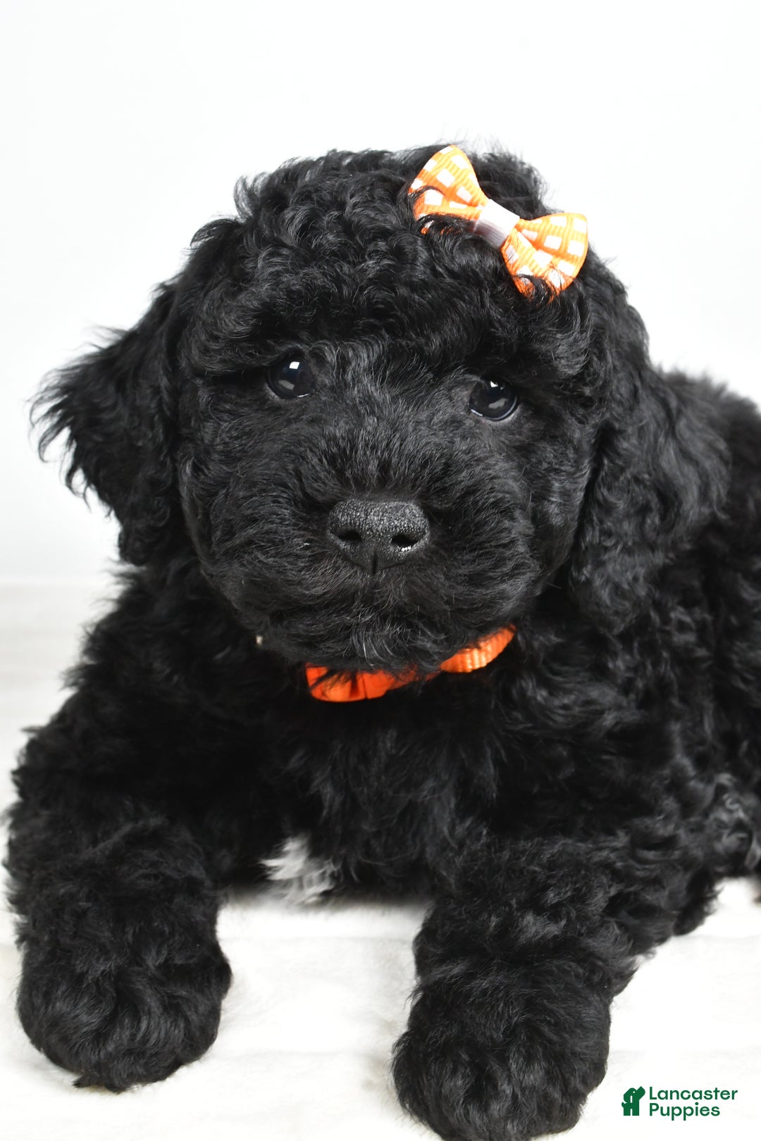 Mini Goldendoodle dogs for sale: AJ - Ad 4