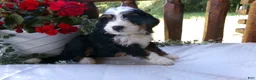 Mini Bernedoodle dogs for sale: Blake - Ad 7