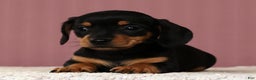 Miniature Dachshund dogs for sale: Krissy - Ad 5