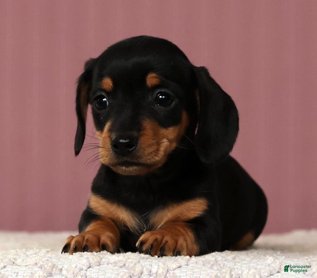 Miniature Dachshund dogs for sale: Krissy - Ad 5