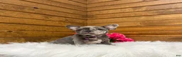 French Bulldog dogs for sale: Zandra - Ad 2