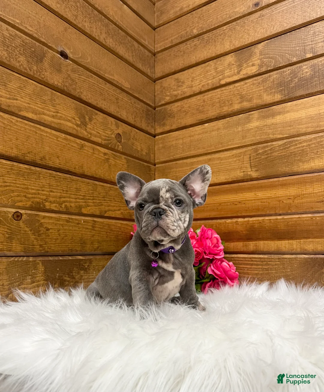 French Bulldog dogs for sale: Zandra - Ad 2
