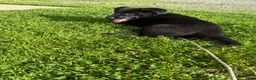 Sheprador dogs for sale: Cocoa - Ad 5