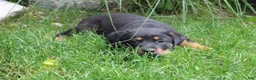 Mixed Breed dogs for sale: Raven - Ad 3