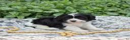 Cavachon dogs for sale: Freedom - Ad 3