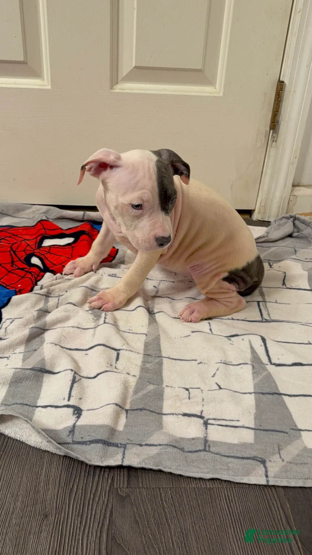 American Pit Bull Terrier dogs for sale: American Pit Bull Terrier 3 - Ad 2