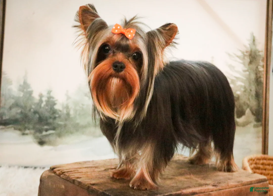 Yorkshire Terrier dogs for sale: Bitsy - Ad 10