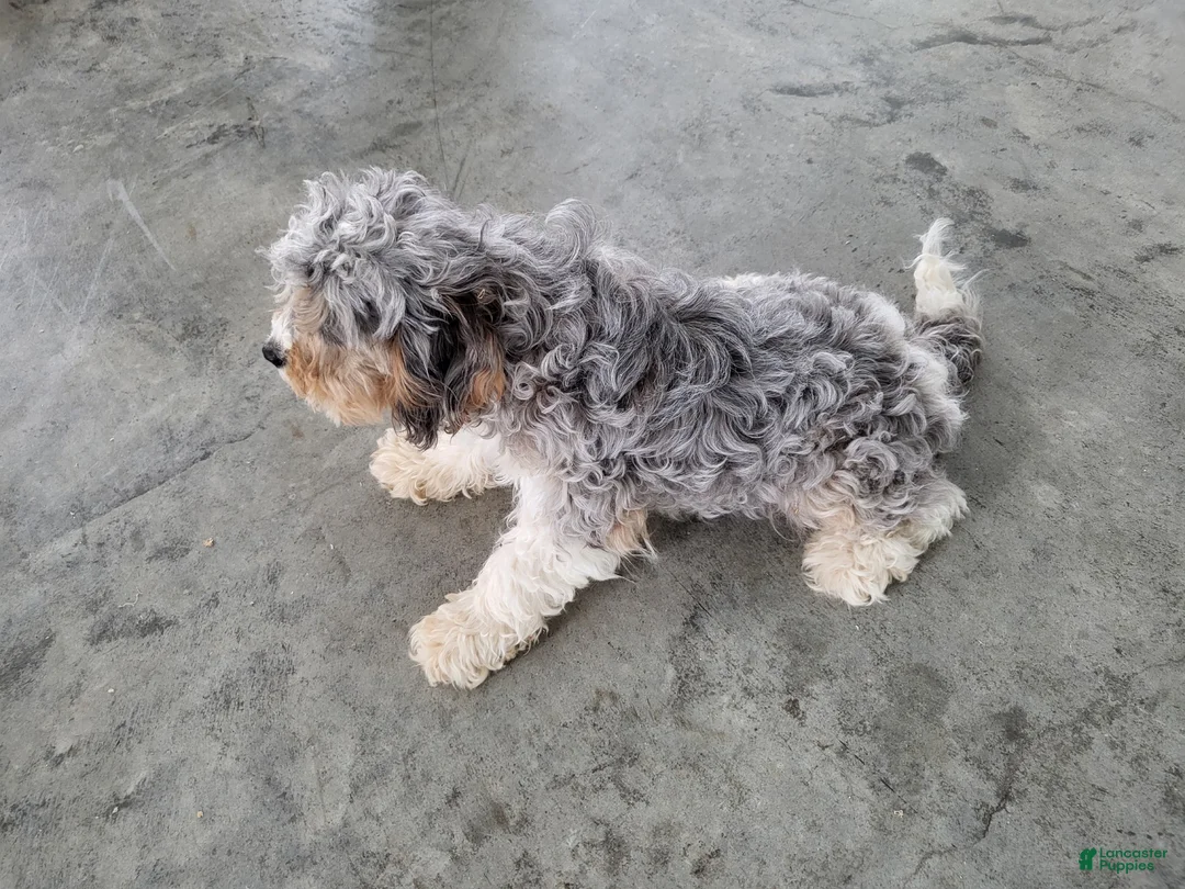 Cavapoo dogs for sale: Cavapoo Puppy 1 Blue - Ad 2