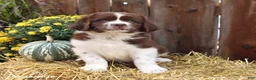 Newfoundland dogs for sale: Rusty - Ad 3
