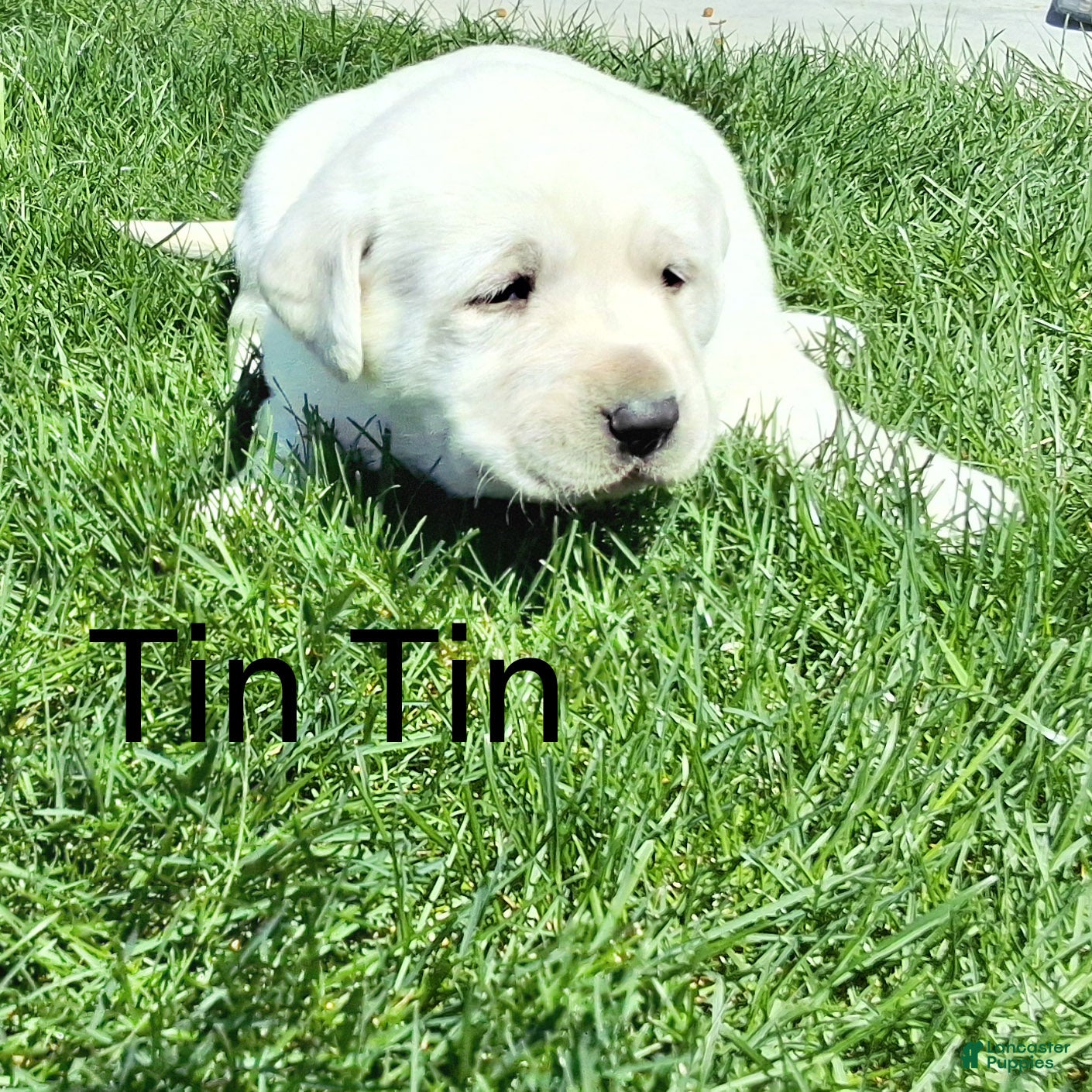 Labrador Retriever dogs Tin Tin  - Ad 1
