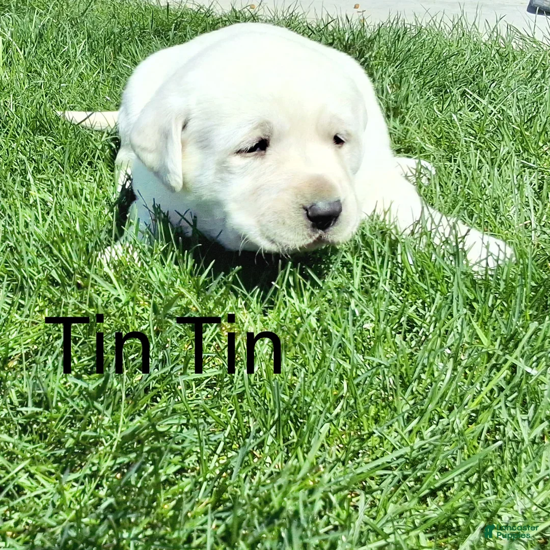 Labrador Retriever dogs for sale: Tin Tin  - Ad 1