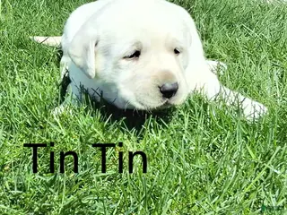 Labrador Retriever dogs for sale: Tin Tin - Ad 3