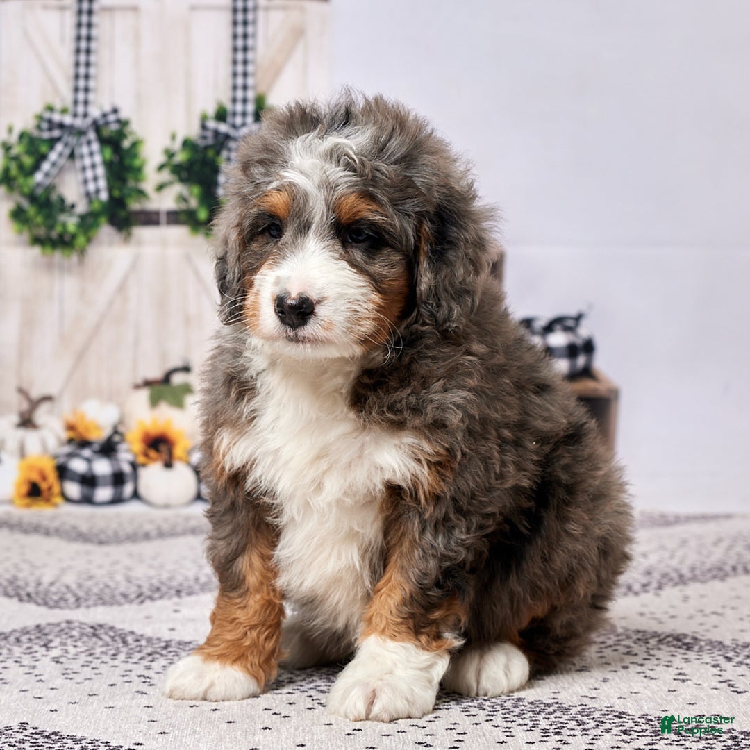Mini Bernedoodle dogs for sale: Ryder - Ad 4