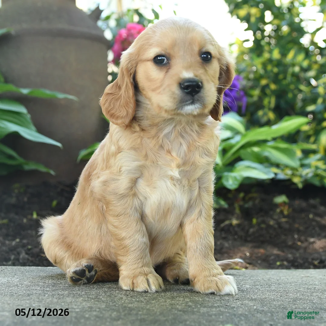 Miniature Golden Retriever dogs for sale: Faith - Ad 1