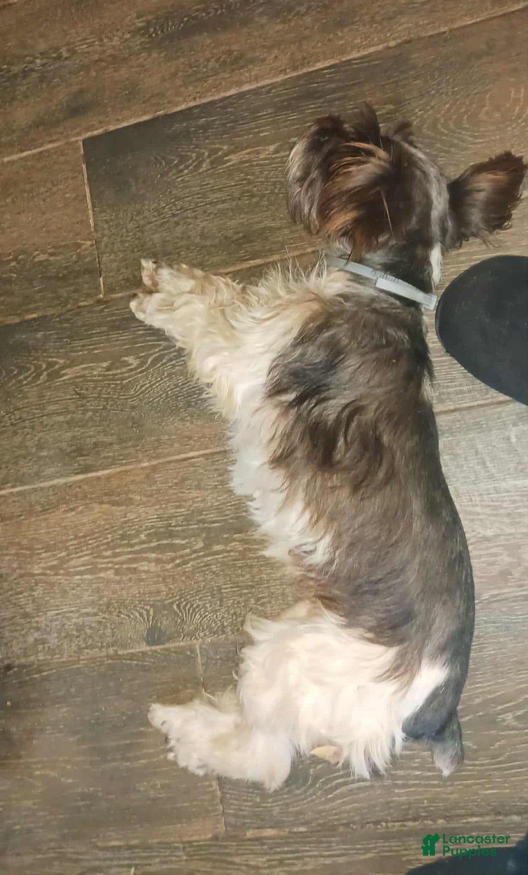 Miniature Schnauzer dogs for sale: Mia's Lavender Ribbon Girl  - Ad 4