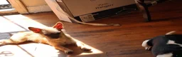 Chorkie dogs for sale: Buck - Ad 11