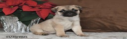 Mixed Breed dogs for sale: Snowflake - Ad 8