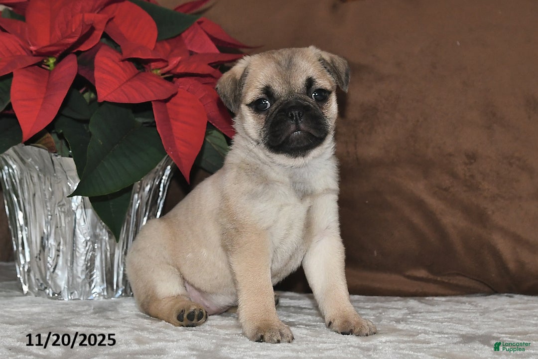 Mixed Breed dogs for sale: Snowflake - Ad 8