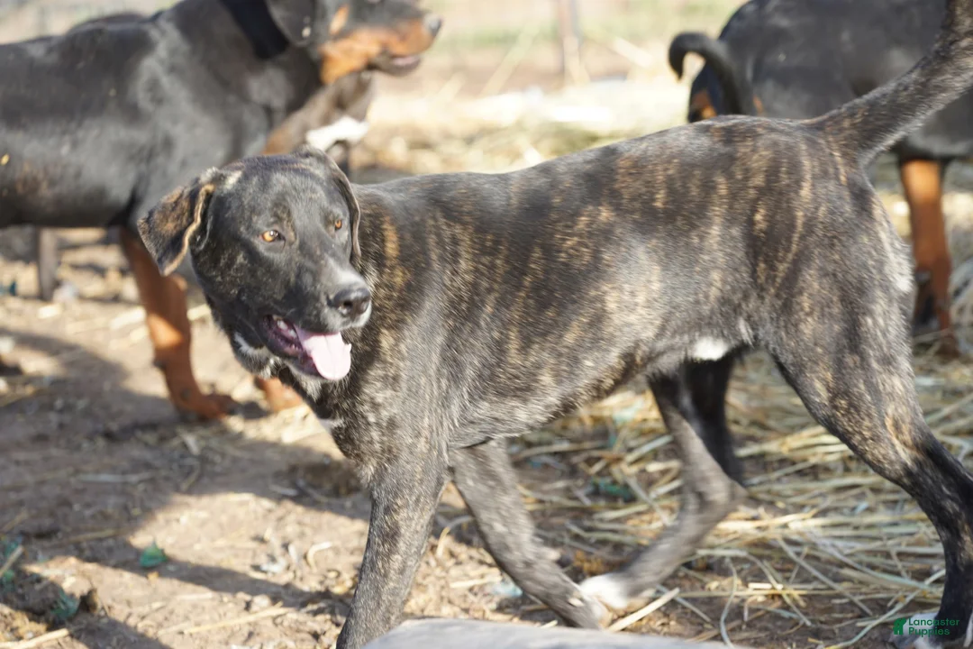 Mixed Breed dogs for sale: Bear Tiscar Farm Dog - Ad 2