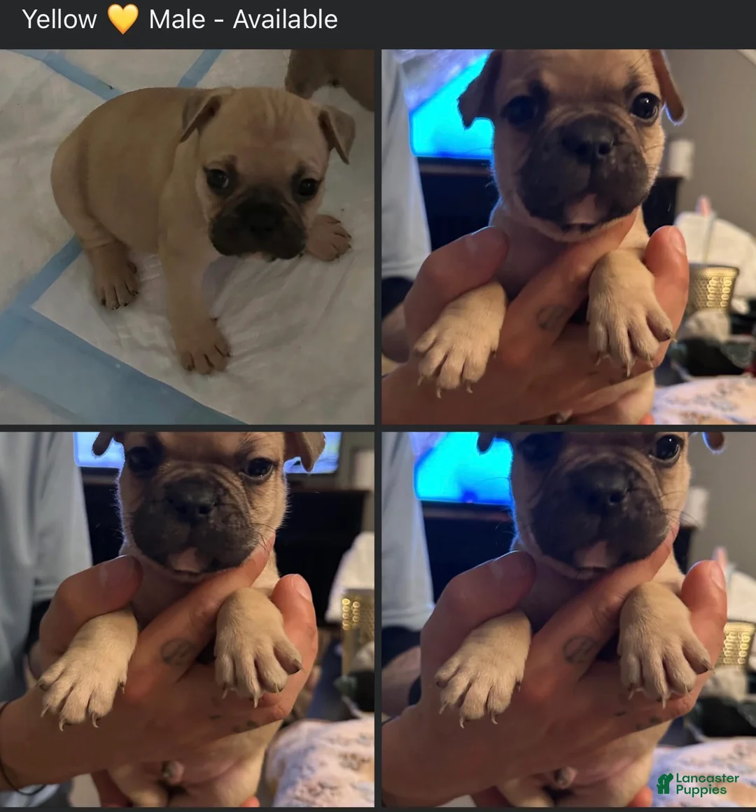 French Bulldog dogs for sale: Milo - Yellow collar  - Ad 1