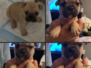 French Bulldog dogs for sale: Milo - Yellow collar - Ad 3