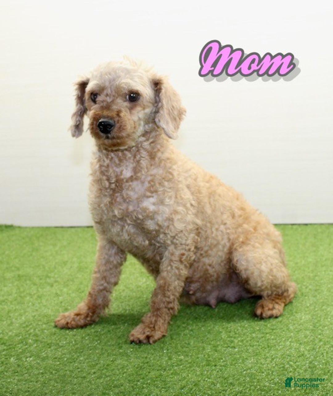 Miniature Poodle dogs for sale: Murphy - Ad 17