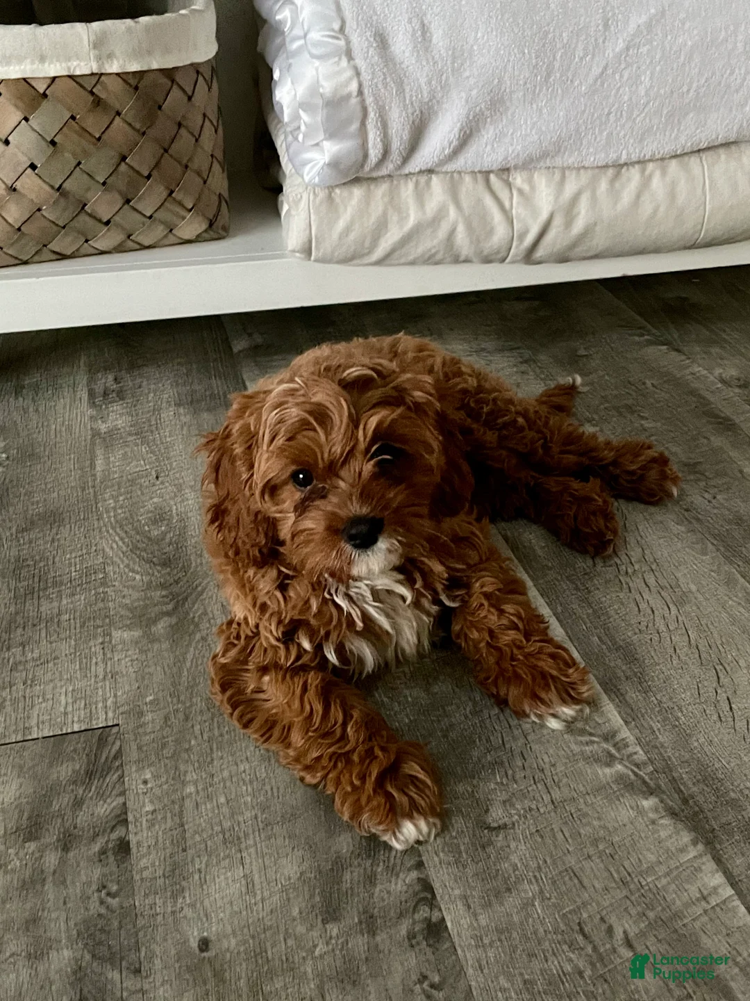 Cavapoo dogs for sale: Cami - Ad 7