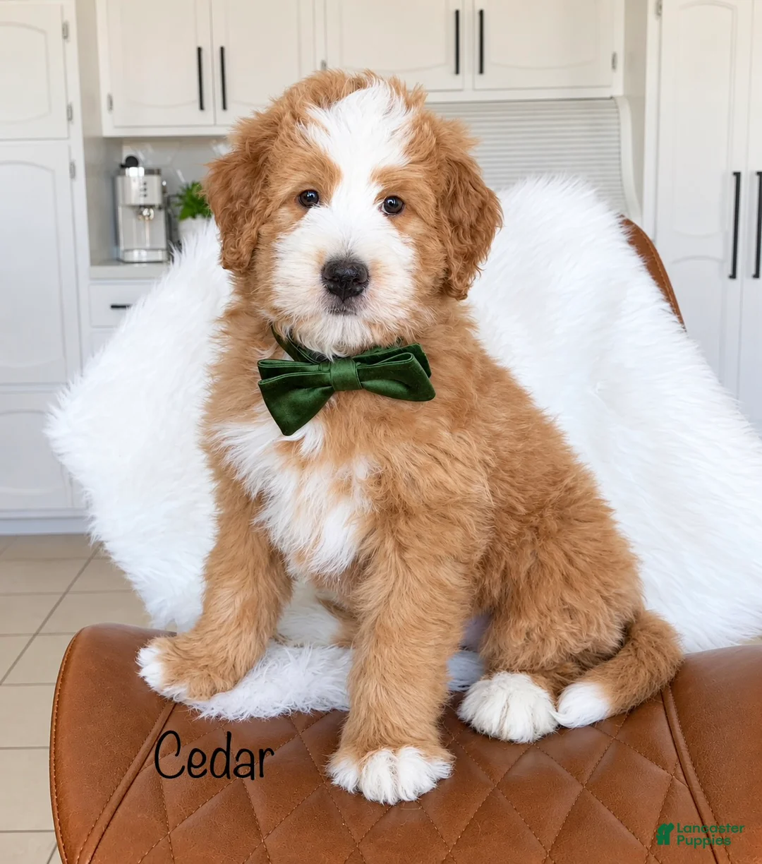 Bernedoodle dogs for sale: Cedar  - Ad 1