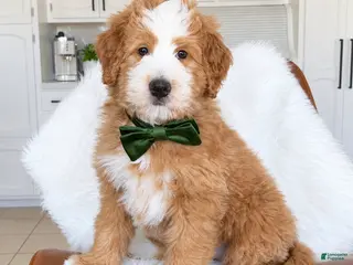 Bernedoodle dogs Cedar - Ad 36