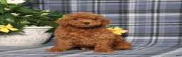 Miniature Poodle dogs for sale: Nelson - Ad 5