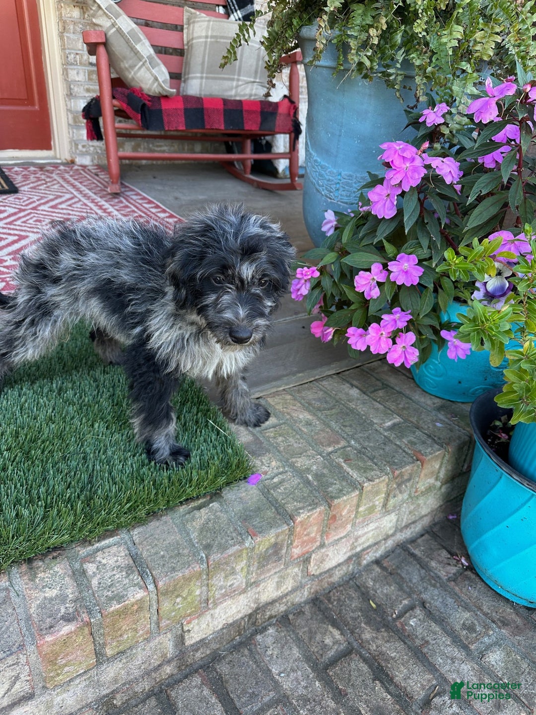 Mixed Breed dogs for sale: Gary - Ad 4