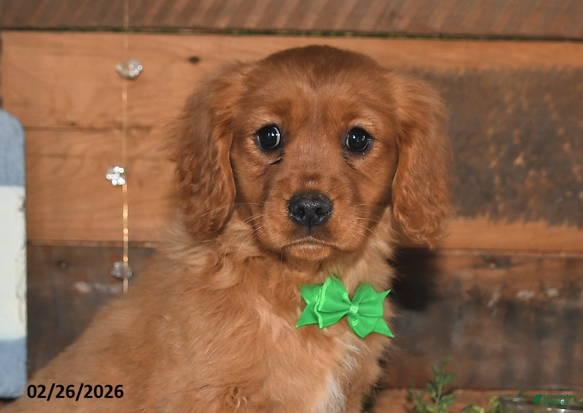 Miniature Golden Retriever dogs Cubit - Ad 2