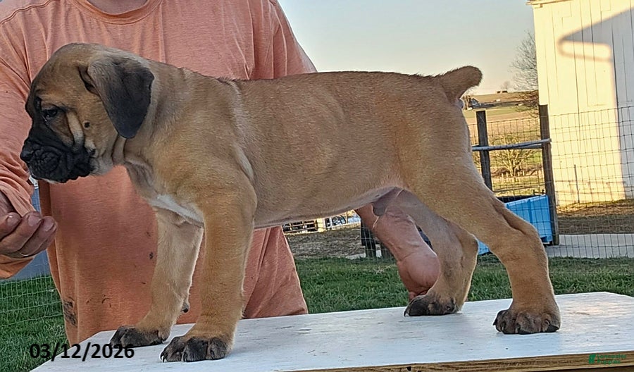 Cane Corso dogs Aiden - Ad 1